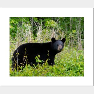 Black Bear Grazing Posters and Art